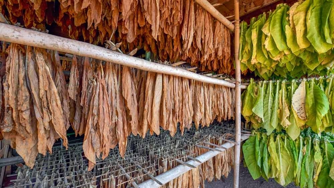 Godfrey Phillips stock rise: Is the 6x rally since 2022 sustainable?