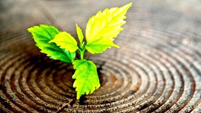 NFO investing: Here’s why you should avoid them