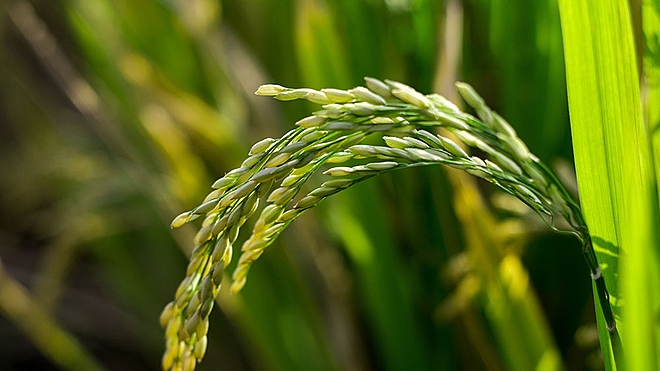 Monsanto India and Rallis India are two leading Indian agricultural companies. Here is how they compare with each other