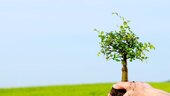 Mid-cap growth stocks available at reasonable prices
