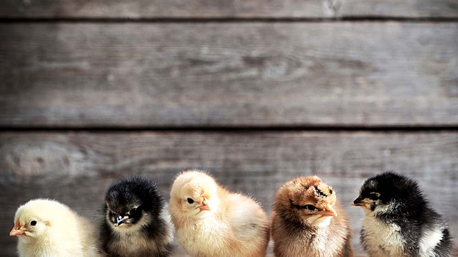 Presenting a list of three high-quality small-cap stocks
