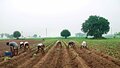 Are the three new agri laws anti-farmer?