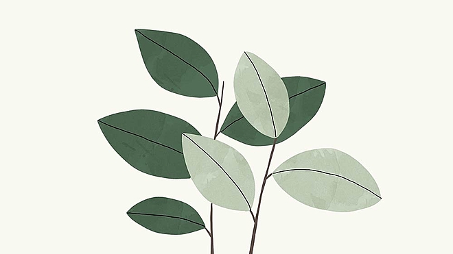 the-soil-the-seed-and-the-plant