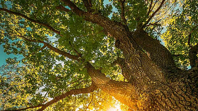 A well-diversified portfolio, consistent performance and low cost make this fund a worthy choice in the active large-cap space