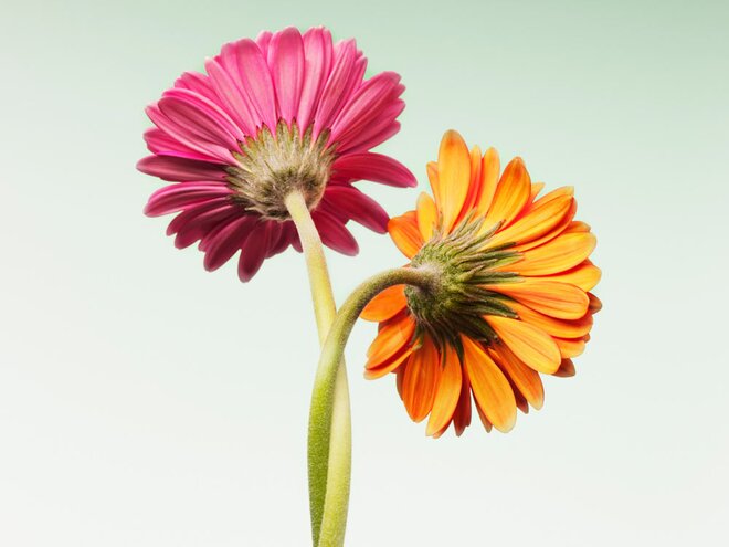 How is Mirae Asset NYSE FANG+ ETF FoF different from Motilal Oswal Nasdaq 100 FoF?