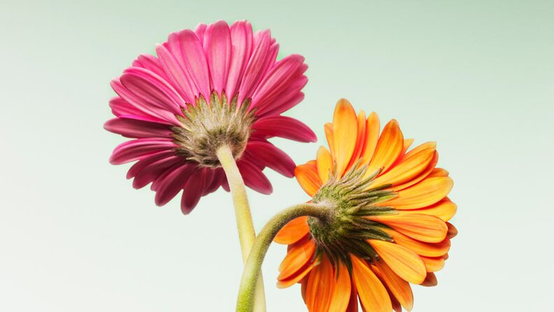 how-is-mirae-asset-nyse-fang-etf-fof-different-from-motilal-oswal-nasdaq-100-fof