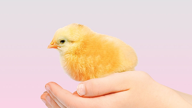 NFO mania is back: Old vs new funds