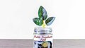 Can a PPF account be extended after maturity?