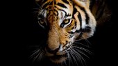 you-must-know-about-the-cautionary-tale-of-tiger-global