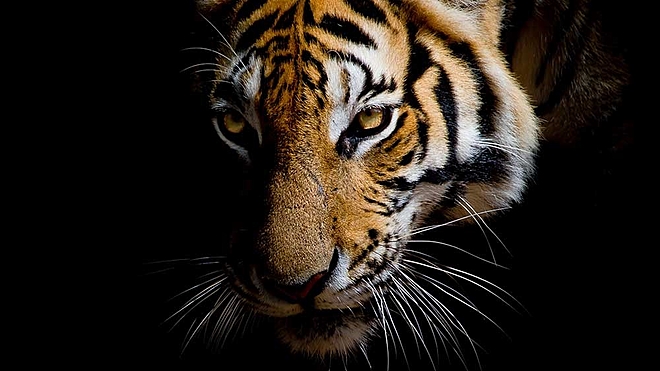 The US-based firm's almost two-decade-long roar reduced to a feeble meow in 2022. Here's what you can learn from it.